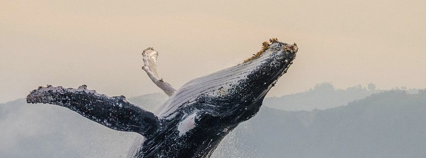 metersnet.com
